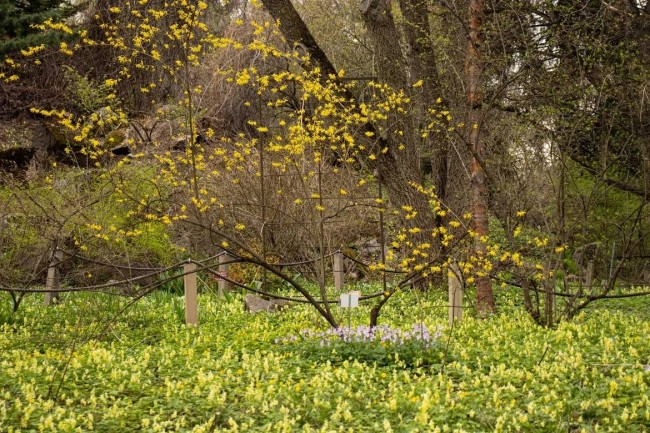 В Ботаническом саду МГУ пройдут экскурсии по первоцветам 27 апреля