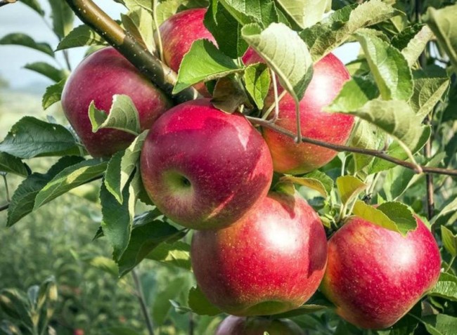 В Ботаническом саду МГУ 22 мая пройдет занятие «Исторические сорта яблок и груш»
