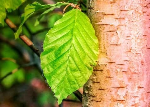 Ботанический сад МГУ опубликовал онлайн-викторину «Определи растение по листу»