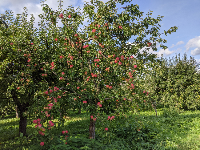 Яблоки В Лесу Фото
