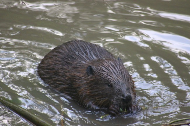 Bobru V Setuni Vybrali Imya